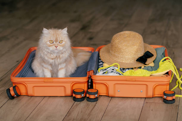 istock Cute pets sitting in suitcase with clothes 2165411587