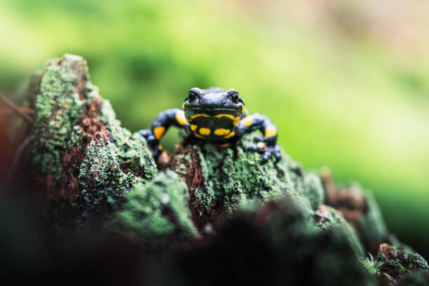 istock Spotted adult fire salamander on old mossy tree stump 2165411860