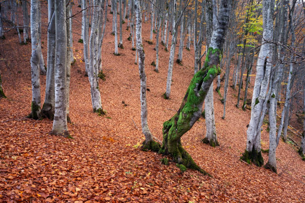 istock Majestic beech forest with orange foliage at fall season 2165412944