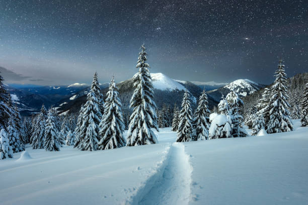 istock Incredible nightscape with snow-laden conifers 2165413047