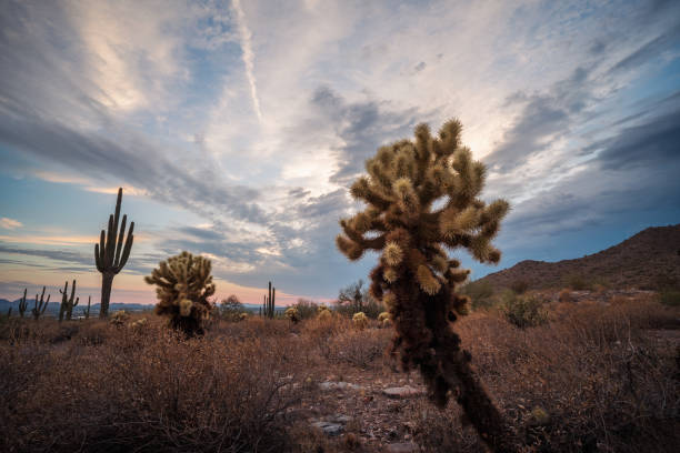 Cholla sunset in Sonoran Desert