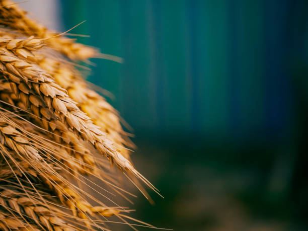 istock An image focusing on the intricate patterns & textures formed by clustered ripe grains ideal for cereal product marketing. 2165413284