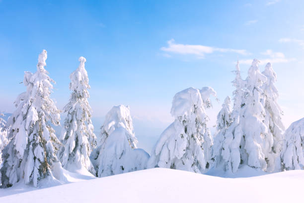 istock A wintery tableau featuring coniferous trees on a mountain glade 2165413327