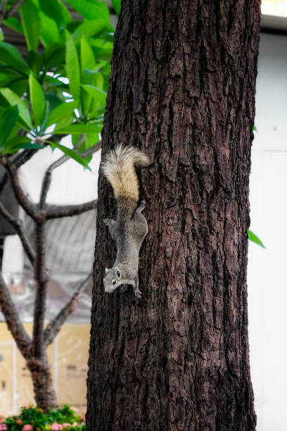 istock A squirrel climbing down a tree. The squirrel is gray in color and has a bushy tail. 2165413938