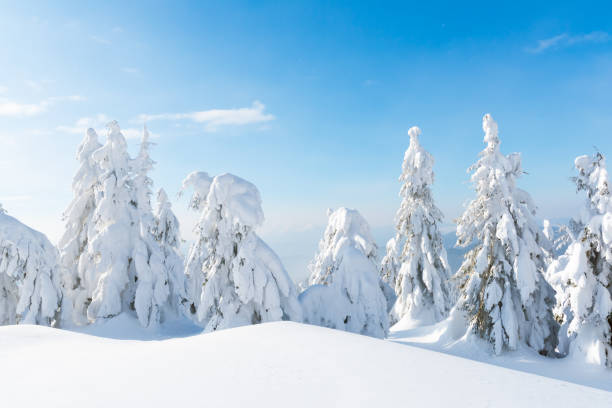 istock Snowy evergreens set against a mountainous backdrop 2165414361