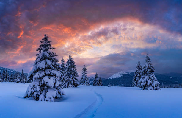 istock Incredible landscape with snow-covered conifers 2165414452