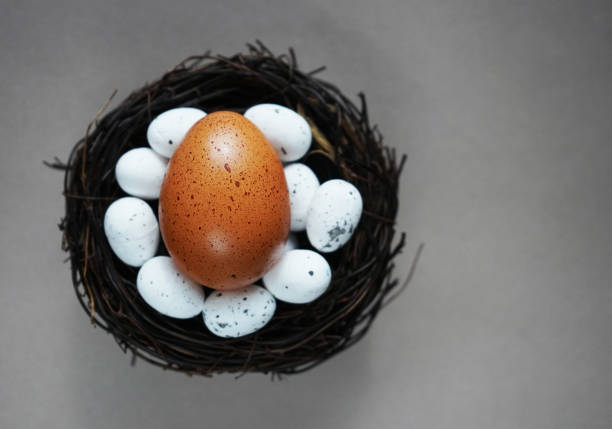 Chicken egg next to quail eggs in a nest on a gray background