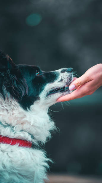 istock Black and white dog interacting with a human hand. 2165415647