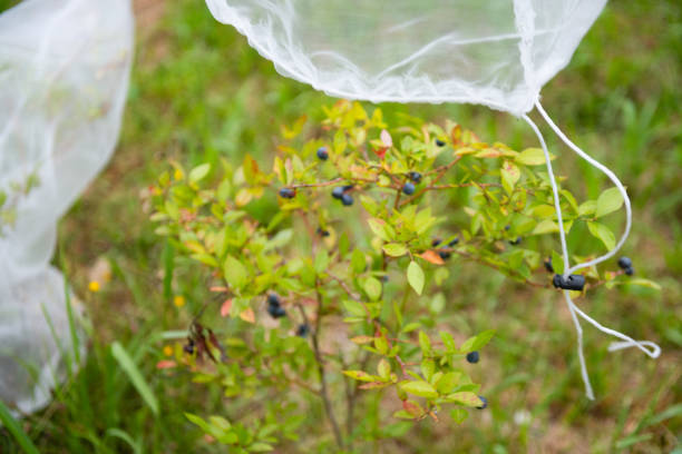 This is a photograph of a bush full of blueberries growing on a New Jersey farm on a summer day in Middlesex County