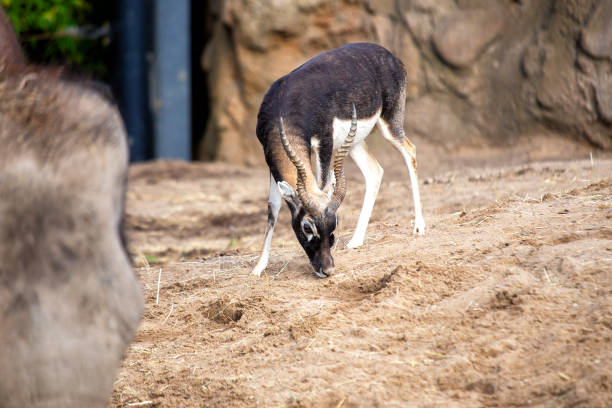 A Blackbuck, distinguished by its impressive twisted horns and striking coloration, captured in its natural habitat.