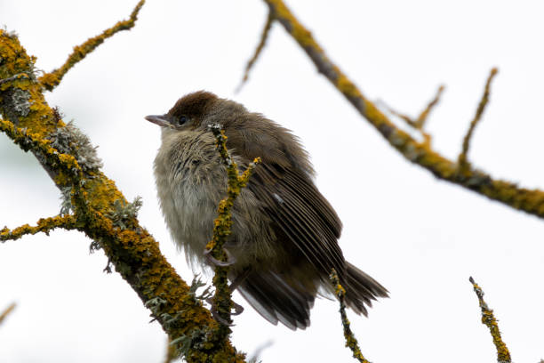 istock Juvenile Blackcap (Sylvia atricapilla) - Commonly found in woodlands and hedgerows 2165416066