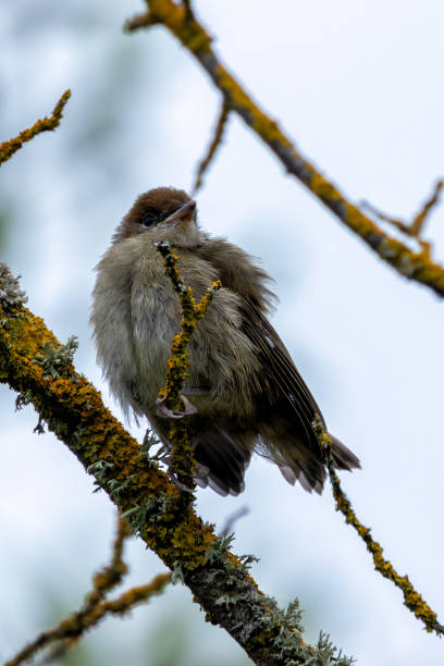 istock Juvenile Blackcap (Sylvia atricapilla) - Commonly found in woodlands and hedgerows 2165416073