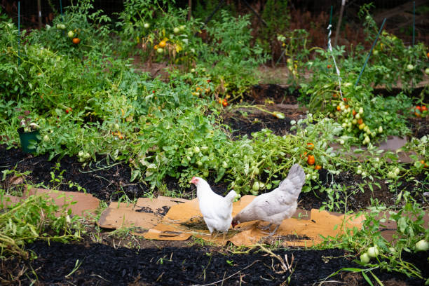 This is a photograph of chickens walking in a vegetable garden on a New Jersey farm on a summer day in Middlesex County