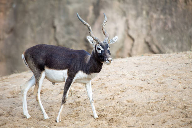 A Blackbuck, distinguished by its impressive twisted horns and striking coloration, captured in its natural habitat.