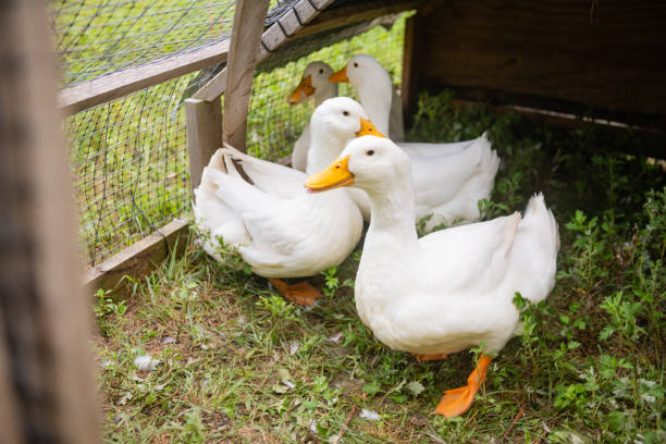 istock Ducks in a Pen on a New Jersey Farm 2165416191
