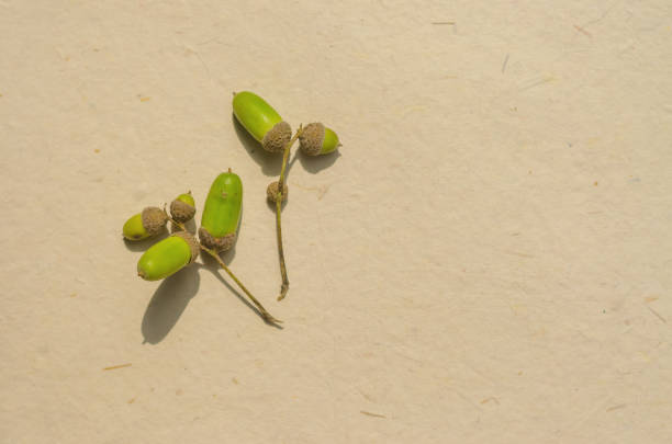 green acorns on beige background . High quality photo