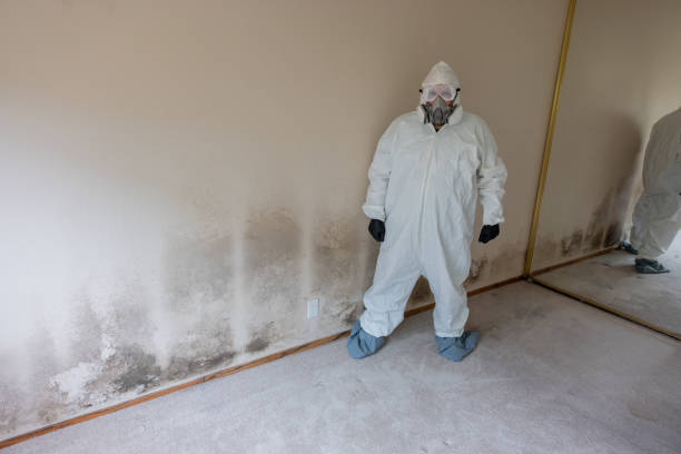 istock Home Mold Remediation 2165416762