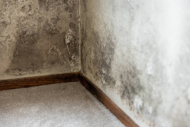 istock Home Mold Remediation 2165416763