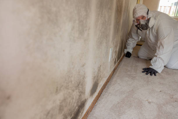 istock Home Mold Remediation 2165416765