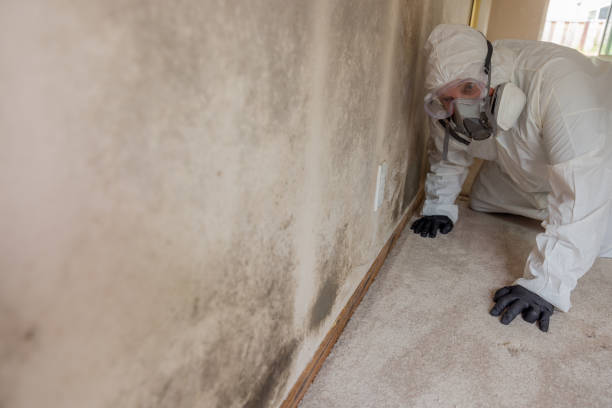 istock Home Mold Remediation 2165416767