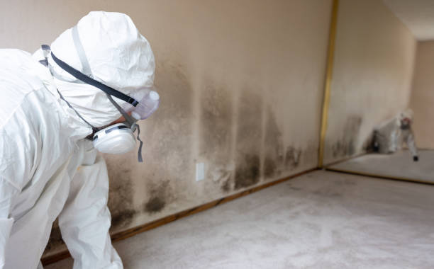 istock Home Mold Remediation 2165416769
