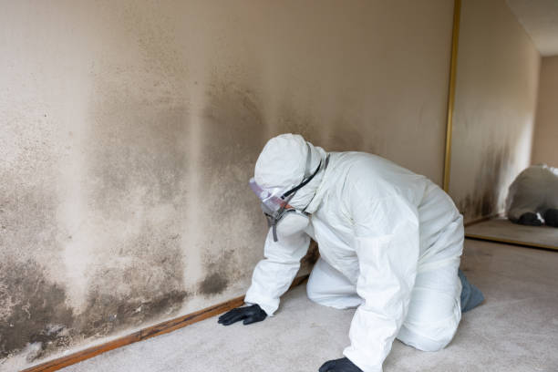 istock Home Mold Remediation 2165416776