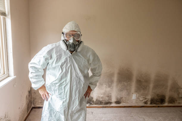 istock Home Mold Remediation 2165416795