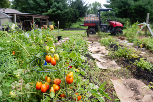 Vegetable Garden with New Jersey Tomatoes on a Farm