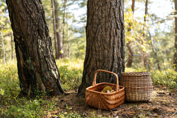 istock Two baskets with edible mushrooms in autumn forest 2165417846