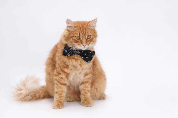 istock Ginger cat with black bow tie, studio shot, fluffy fur, sitting posture, abstract background, feline with formal accessory, isolated animal portrait, smart cat, gentleman cat. 2165417964