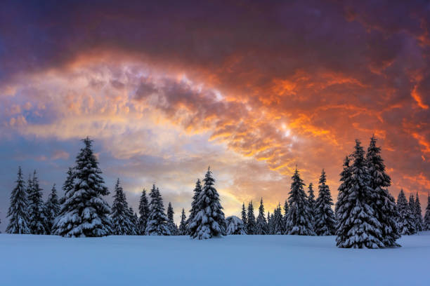 istock Incredible landscape with snow-covered conifers 2165418157