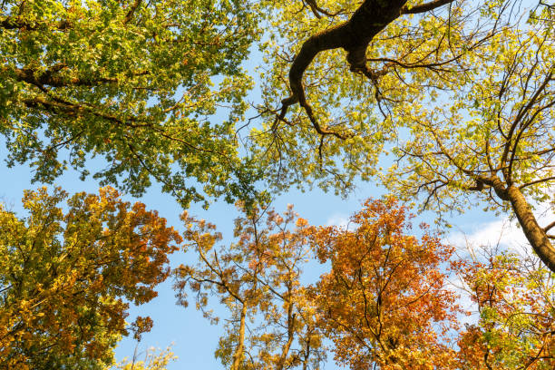 istock Colorful branches with yellow and orange foliage 2165418365