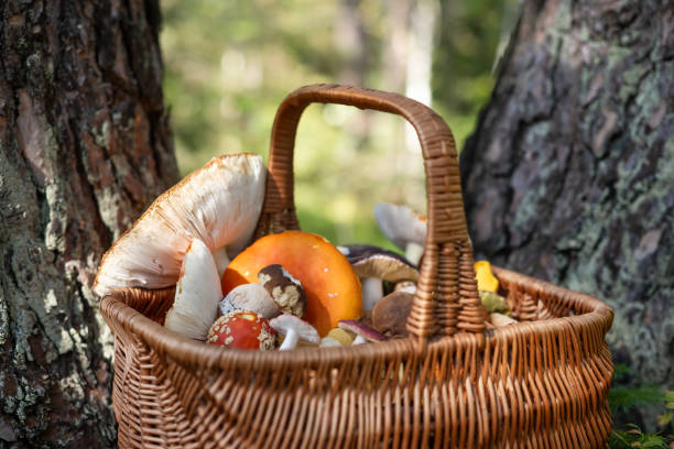 Basket with different mushrooms in forest near old pine trees. Fly agaric, Porcini, Chanterelle. Collecting mushrooms in forest