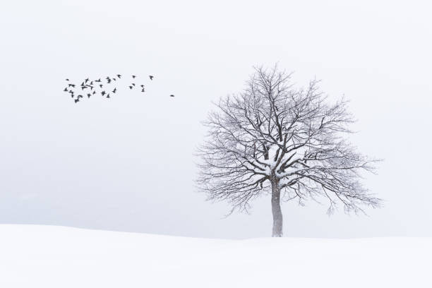 istock Amazing landscape with a lonely snowy tree 2165418400