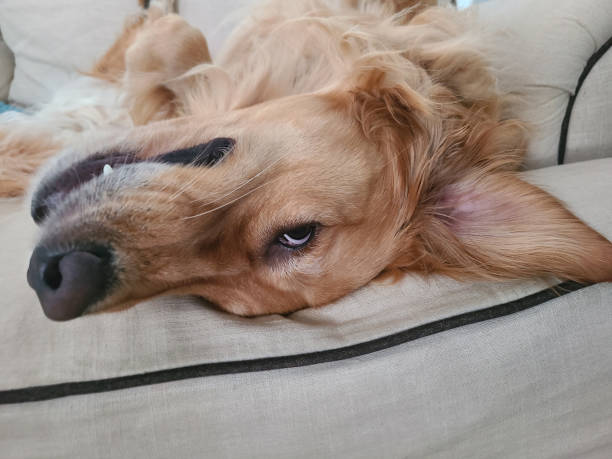 istock Expressive Golden Retriever Portrait 2165418435