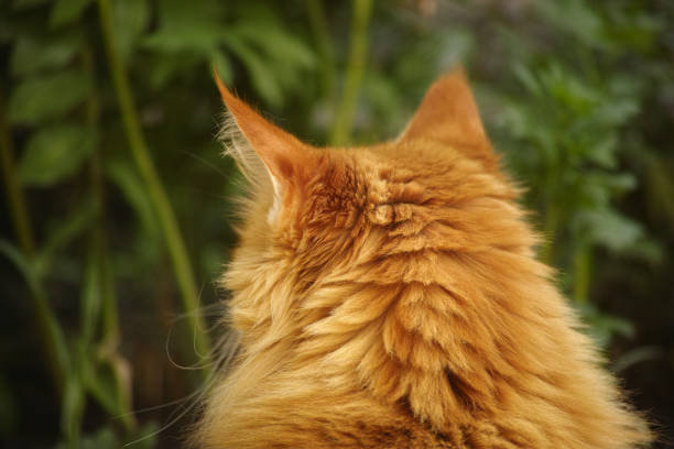 A red Maine Coon cat staring in to a thicket. Close up.
