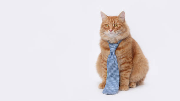 istock Ginger Cat wearing blue tie sitting and at the camera gainst a white backdrop. Funny gentleman cat in a blue tie. Copy space. Smart cat. Day of knowledge, study, science student. 2165419459