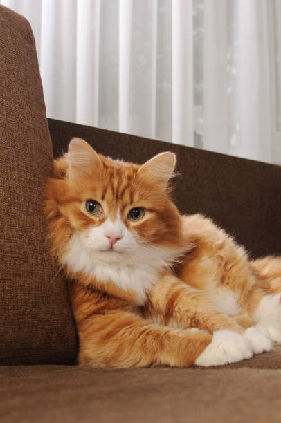 istock A ginger cat lies on a sofa 2165419560