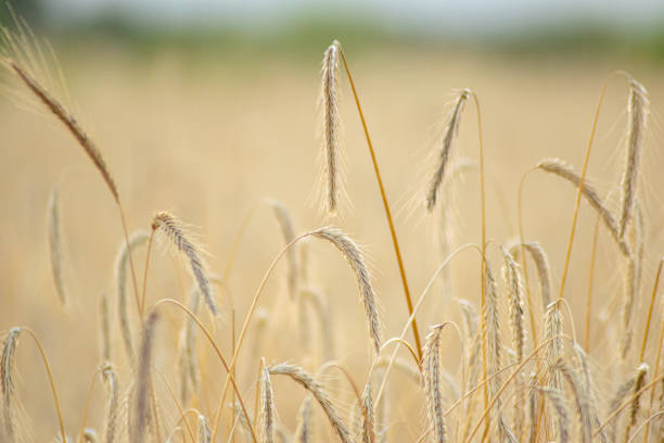 close-up of ripe wheat in august sunshine