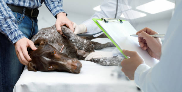 istock Visit to the vet. 2165424348