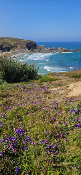 istock The flower above the ocean 2165424948