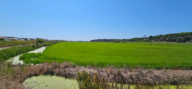 istock The rice field in the valley 2165424968