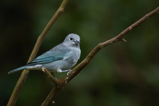 istock Cute bird in the forest. 2165425234