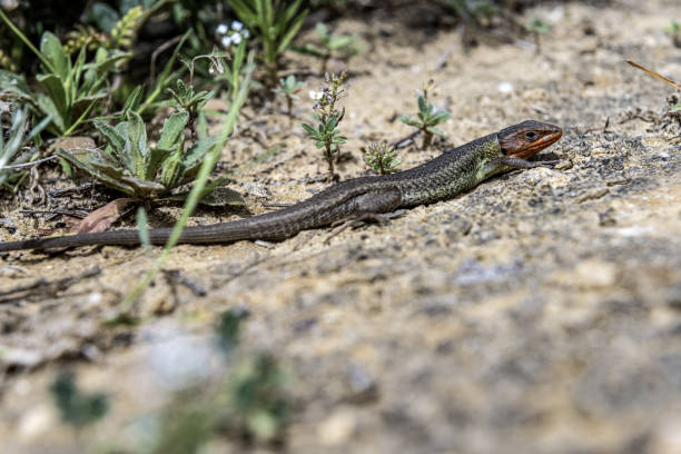 istock Long-tailed lizard on Sandy Ground in Natural Habitat 2165425622