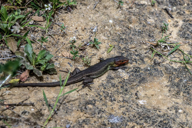 istock Long-tailed lizard on Sandy Ground in Natural Habitat 2165425631