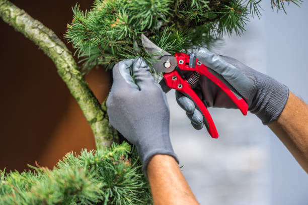 istock Pruning Evergreen Tree Branches in a Residential Garden During Afternoon 2165425762