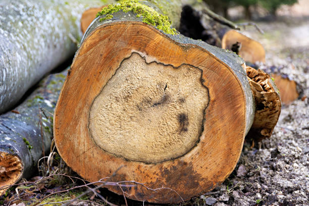 istock cross section of an old, sick tree 2165426507