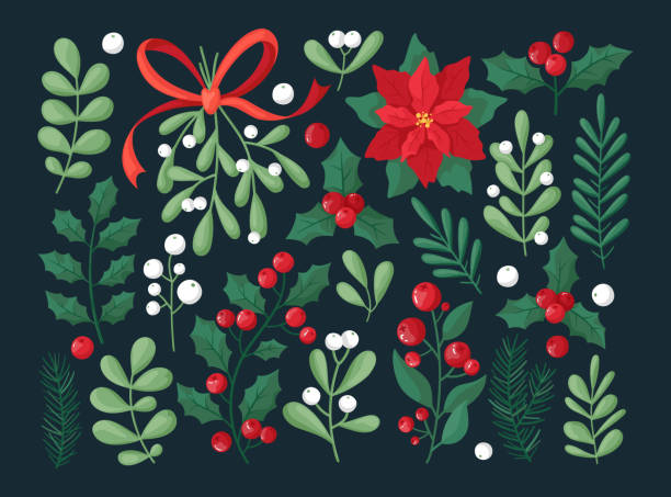 Christmas and winter floral collection. Christmas and winter floral collection on dark background. Set of poinsettia, leaves, branches, berries, holly. Christmas botanic elements for invitations, cards, textile, fabric, posters, banners. christmas stars stock illustrations