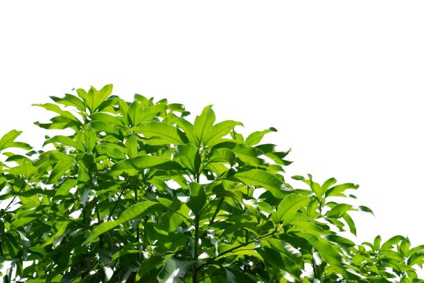istock A Tropical mango tree with leaves and branches on white isolated background for green foliage 2165426734