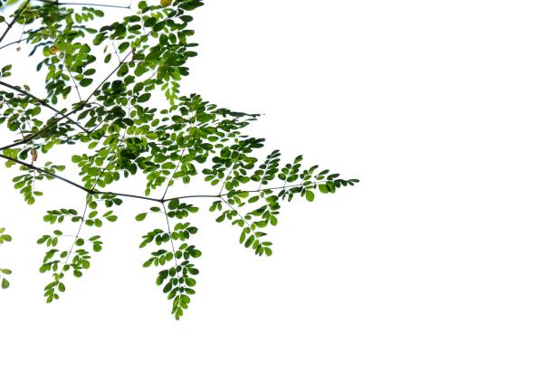 istock A Tropical tree with leaves branches on white isolated background for green foliage backdrop 2165426760